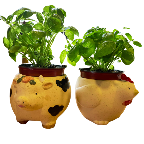 Potted Basil