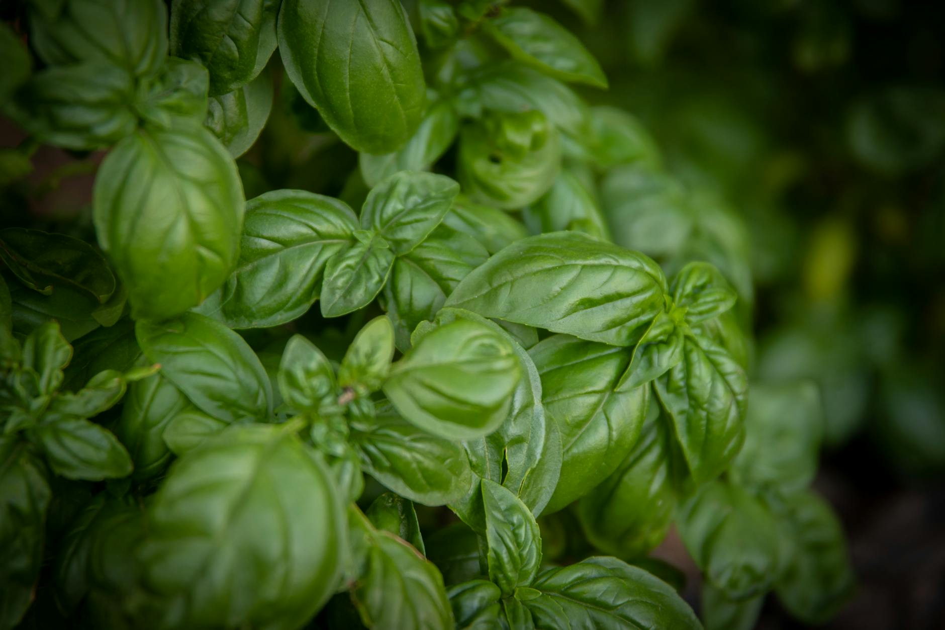 close up photo of green leaves