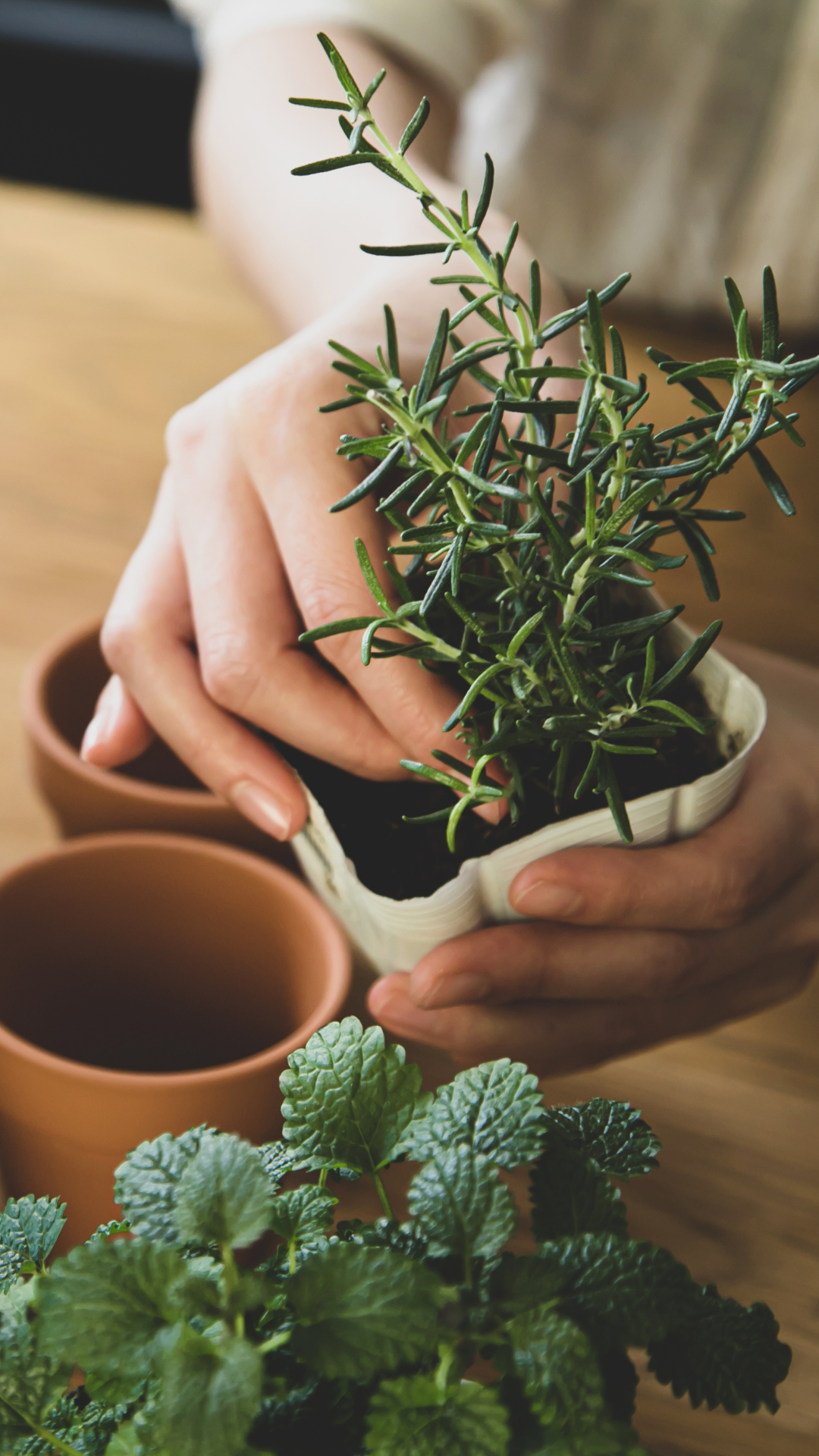 Hands -on-rosemary