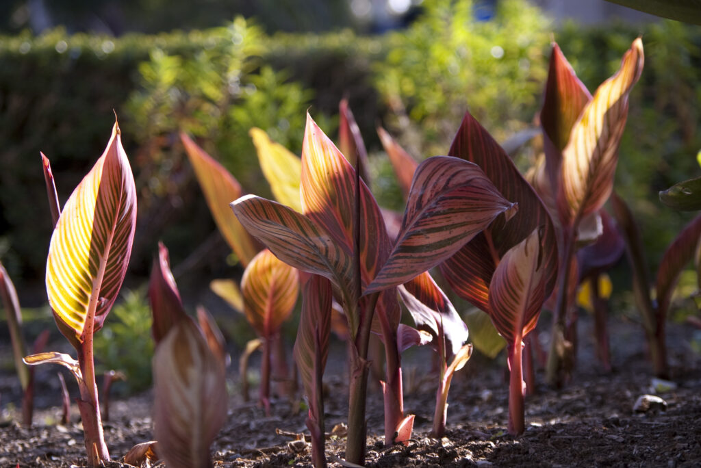 Plants growing in Sunlight